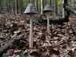 Harkálytintagomba (Coprinopsis picacea), Budai-hegység